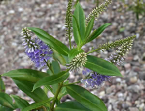 Hebe ‘Fragrant Jewel’ photographed at The Quinta Arboretum, Swettenham, Cheshire, UK