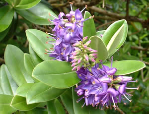 Hebe ‘Franciscana’ photographed at An Cala, Seil Island, Oban, Scotland, UK