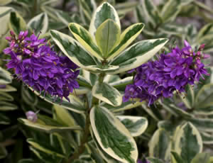 Hebe ‘Franciscana Variegata’ photographed at The Quinta Arboretum, Swettenham, Cheshire, UK