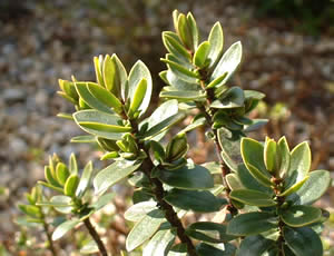 Hebe ‘Franjo’ photographed at a Hebe Society member’s garden, Yorkshire, UK