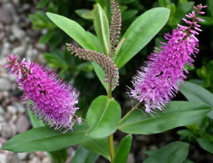 Hebe ‘Gannymede’ photographed at The Quinta Arboretum, Swettenham, Cheshire, UK