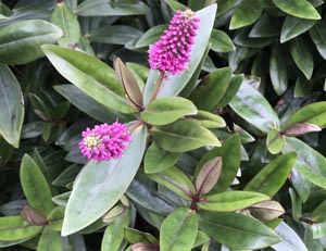 Hebe ‘Gauntlettii’ photographed at a Hebe Society member’s garden, Cheshire, UK