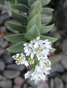 Hebe gibbsii photographed at Logan Botanic Garden, Stranraer, Scotland, UK