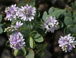 Hebe ‘Gibby’ photographed at The Quinta Arboretum, Swettenham, Cheshire, UK