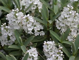 Hebe glaucophylla ‘Clarence’ photographed at The Quinta Arboretum, Swettenham, Cheshire, UK