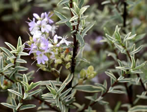 Hebe ‘Glaucophylla Variegata’ photographed at The Quinta Arboretum, Swettenham, Cheshire, UK