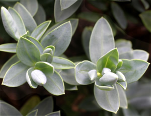 Hebe ‘Glengarriff’ photographed at Logan Botanic Gardens, Stranraer, Scotland, UK