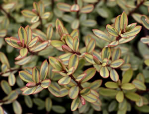 Hebe ‘Goldrush’ photographed at Trevena Cross Nurseries, Helston, Cornwall, UK