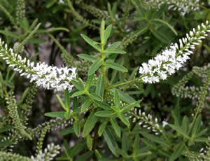 Hebe gracillima photographed at The Quinta Arboretum, Swettenham, Cheshire, UK