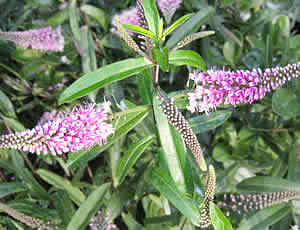 Hebe ‘Great Orme’ photographed by Gordon Smith in his garden, Surrey, UK