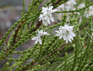 Hebe ‘Greensleeves’ photographed at Inverewe Gardens, Poolewe, Scotland, UK