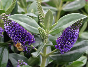 Hebe ‘Grethe’ photographed at Derwen Garden Centre, Powys, Wales, UK