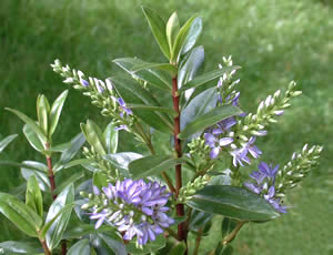 Hebe ‘Gruinard Seedling’ photographed at a Hebe Society member’s garden, Cheshire, UK