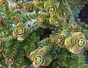 Hebe haastii photographed at a Hebe Society member’s garden, Yorkshire, UK