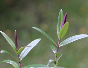 Hebe ‘Hadspen Pink’ photographed at a Hebe Society member’s garden, Cheshire, UK