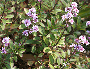 Hebe ‘Hagley Park’ photographed at Abbotsbury Gardens, Dorset, UK