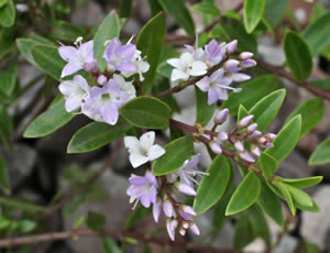 Hebe ‘Hartii’ photographed at The Quinta Arboretum, Swettenham, Cheshire, UK