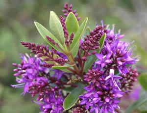 Hebe ‘Headfortii’ photographed at Duchy College, Rosewarne, Redruth, Cornwall, UK