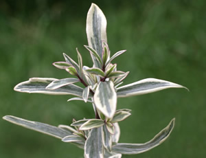 Hebe ‘Heartbreaker’ photographed at a Hebe Society member’s garden, Cheshire, UK