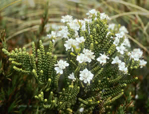 Hebe hectorii photographed at Borland Saddle, Fiordland National Park, South Island, New Zealand