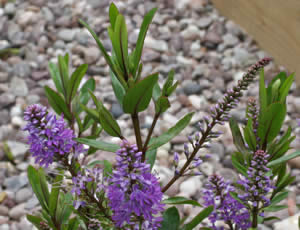 Hebe ‘Heidi’ photographed at The Quinta Arboretum, Swettenham, Cheshire, UK