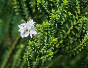 Hebe ‘Hinerua’ photographed at a Hebe Society member’s garden, Cheshire, UK