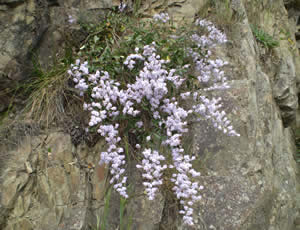 Hebe hulkeana photographed by Chris Gill at Conway River Gorge, South Island, New Zealand