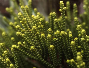 Hebe imbricata photographed at Leckmelm Arboretum, Ullapool, Scotland, UK