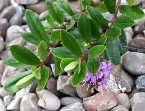 Hebe ‘Inspiration’ photographed at The Quinta Arboretum, Swettenham, Cheshire, UK