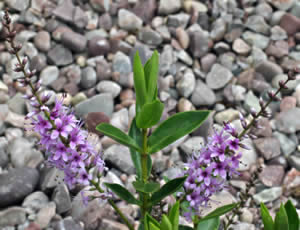 Hebe ‘Jack’s Surprise’ photographed at The Quinta Arboretum, Swettenham, Cheshire, UK