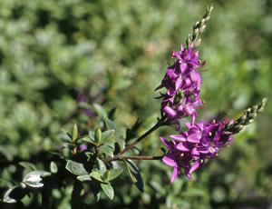 Hebe ‘James Platt’ photographed at a Hebe Society member’s garden, Cheshire, UK