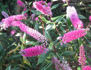 Hebe ‘Jane Holden’ photographed by Gordon Smith at his garden, Surrey, UK