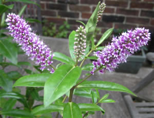 Hebe ‘Janet’ photographed by Gordon Smith in his garden, Surrey, UK