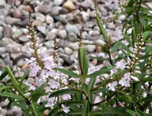 Hebe ‘Joanna’ photographed at The Quinta Arboretum, Swettenham, Cheshire, UK