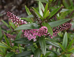 Hebe ‘Josephine’ photographed at The Quinta Arboretum, Swettenham, Cheshire, UK