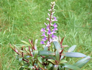 Hebe ‘Joyful’ photographed at a Hebe Society member’s garden, Cheshire, UK