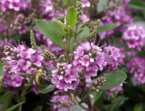 Hebe ‘Karna’ photographed at Derwen Garden Centre, Powys, Wales, UK