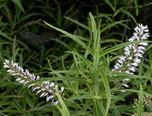 Hebe ‘Kew Feather’ photographed at The Quinta Arboretum, Swettenham, Cheshire, UK