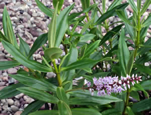 Hebe ‘Killiney’ photographed at The Quinta Arboretum, Swettenham, Cheshire, UK