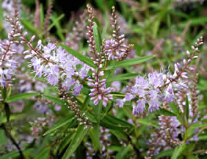 Hebe ‘Kirkii’ photographed at The Quinta Arboretum, Swettenham, Cheshire, UK