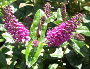 Hebe ‘La Séduisante’ photographed by Gordon Smith at his garden, Surrey, UK