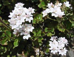 Hebe lavaudiana photographed by Chris Gill at Banks Peninsula, South Island, New Zealand