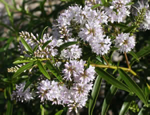 Hebe ‘Lavender Lace’ photographed at The Quinta Arboretum, Swettenham, Cheshire, UK