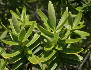 Hebe leiophylla photographed at Duchy College, Rosewarne, Redruth, Cornwall, UK