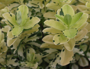 Hebe 'Leopard Spot' photographed in 2019 on the Hebe Society Stand at RHS Hampton Court Show, UK