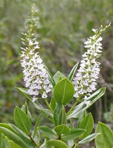 Hebe ‘Lewisii’ photographed at Duchy College, Rosewarne, Redruth, Cornwall, UK