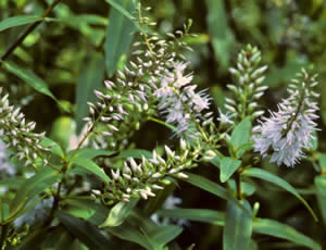 Hebe ligustrifolia photographed at Auckland Regional Botanic Garden, North Island, New Zealand