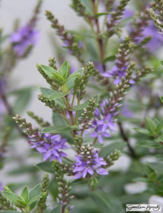 Hebe ligustrifolia photographed at Auckland Regional Botanic Garden, North Island, New Zealand