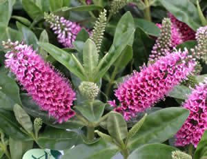 Hebe ‘Linda’ photographed at Derwen Garden Centre, Powys, Wales, UK