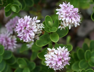 Hebe ‘Lindsayi’ photographed at The Quinta Arboretum, Swettenham, Cheshire, UK